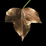 Guild Lane GILD - Bronze