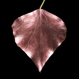 Guild Lane GILD - Rose Gold