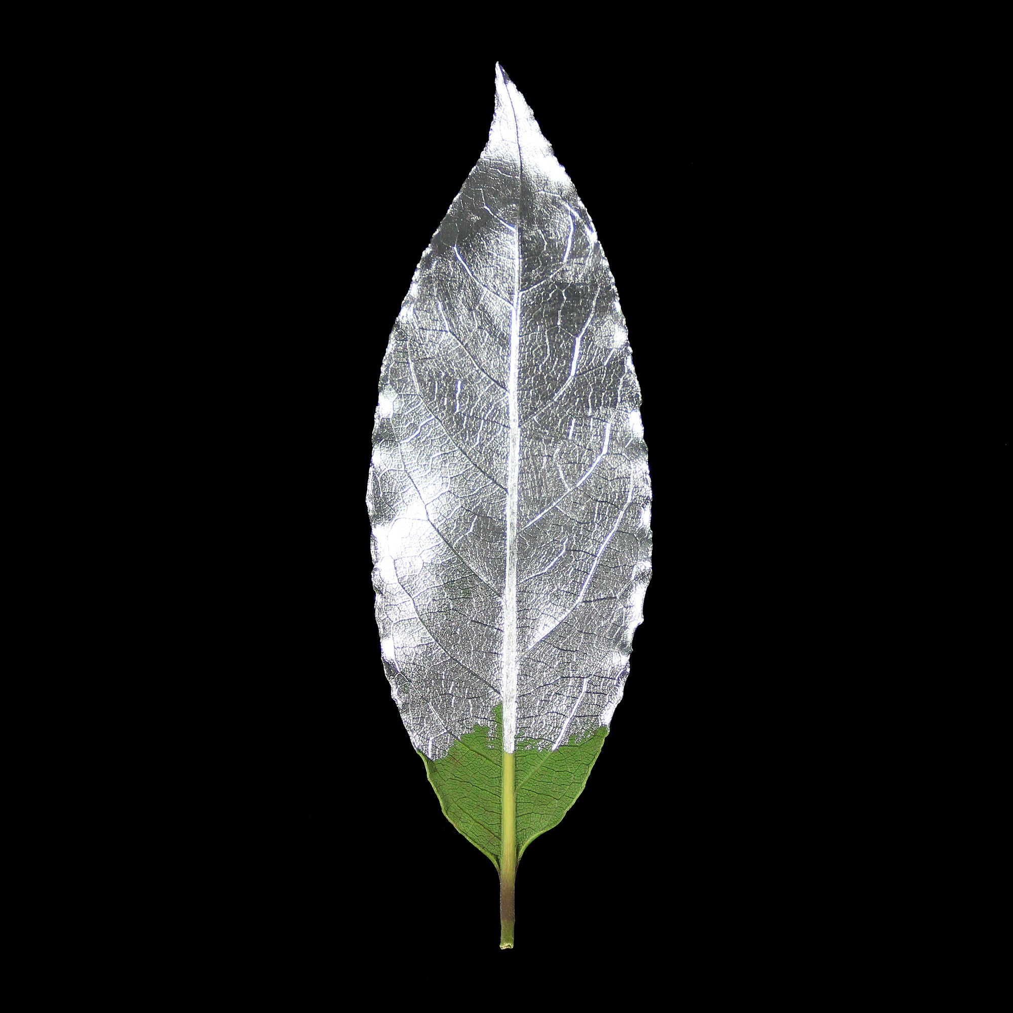 Guild Lane GILD - Silver